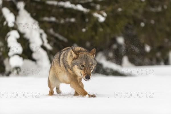 One male eurasian gray wolf (Canis lupus lupus) walking thru deep snow with a forest in the background