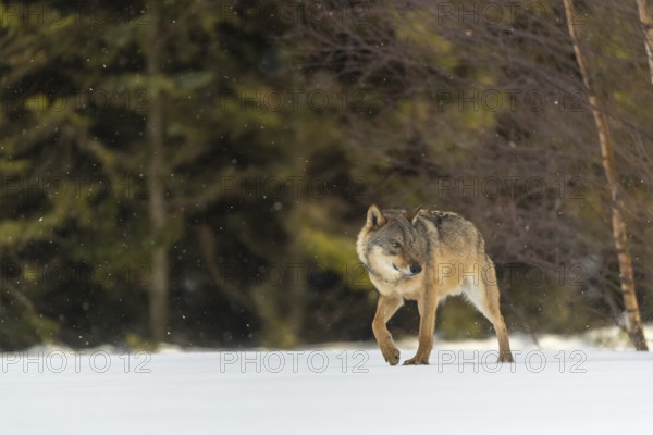 One male eurasian gray wolf (Canis lupus lupus) walking thru deep snow during snow fall. A forest in the background