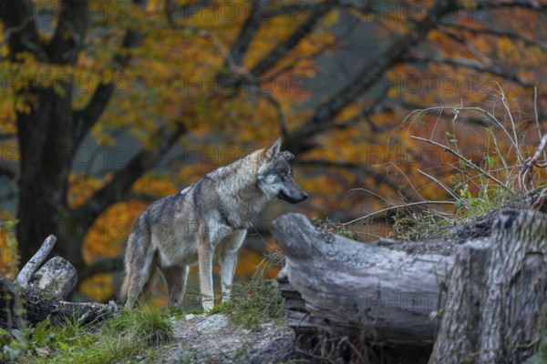 One eurasian gray wolf (Canis lupus lupus) standing between logs on a hill with a forest in fall colours in the background