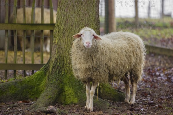 A female Waldschaf, Ovis gmelini aries, stands on a pasture