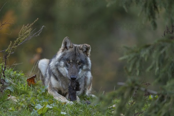 One eurasian gray wolf (Canis lupus lupus) lying on a hill, chewing on a piece of fur. A green forest in the background