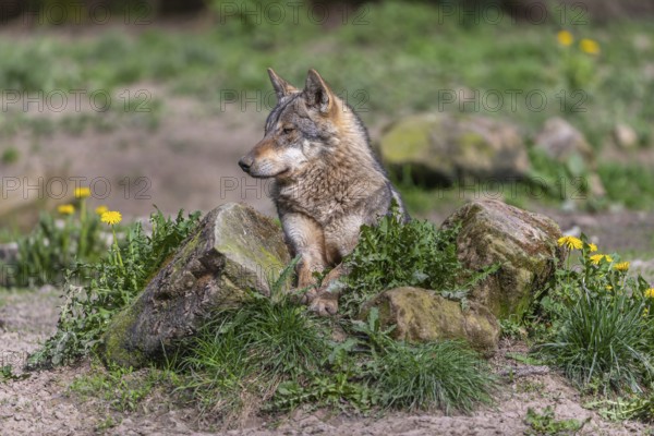 Portrait of one eurasian gray wolf (Canis lupus lupus) resting on a rock with green vegetation and some yellow dandelion
