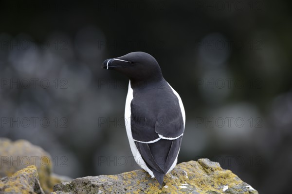 One Razorbill (Alca torda) standing on a coastal cliff in Latrabjarg, Iceland, Europe