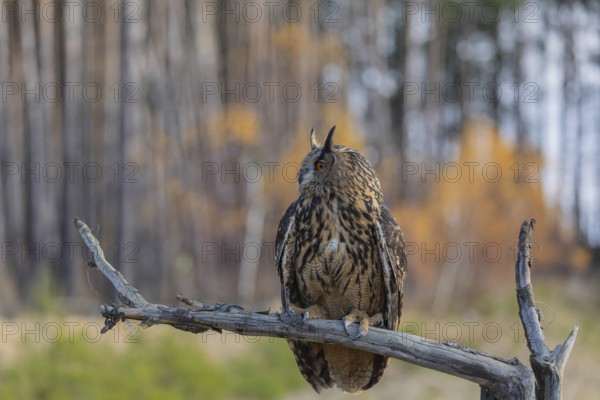 One Eurasian Eagle Owl, Bubo bubo, sitting on a branch of a dead tree. A forest in fall foliage in the background