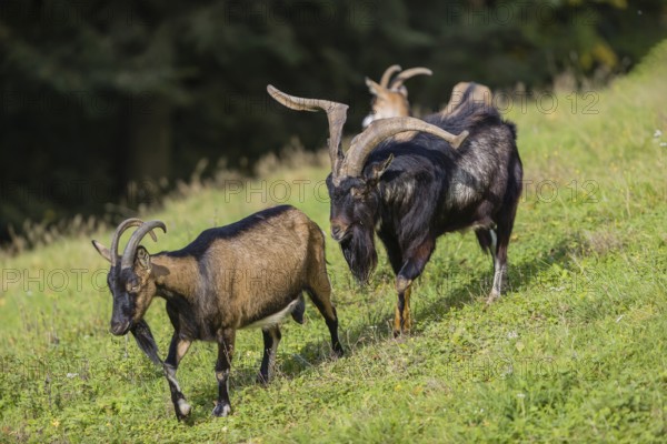 One male Tauernschecke goat, Capra aegagrus hircus, checks the readiness of a goat to mate