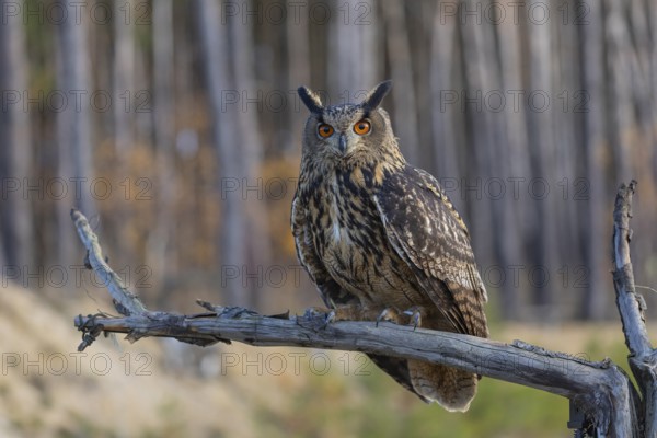 One Eurasian Eagle Owl, Bubo bubo, sitting on a branch of a dead tree. A forest with some fall foliage in the background