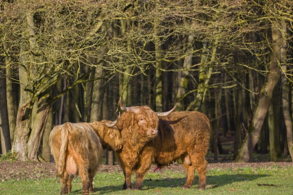 One Highland bull and a cow (Bos (primigenius) taurus) stand on a pasture at a forest edge