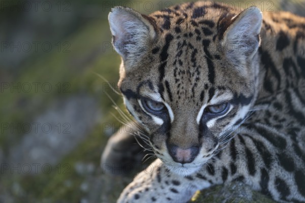 One Ozelot, Leopardus pardalis, frontal portrait with green vegetation in the background