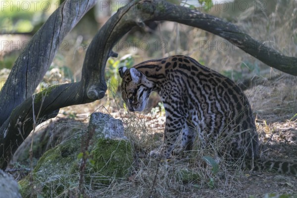 One male Ocelot, Leopardus pardalis, sitting under a bent branch. Dry vegetation around