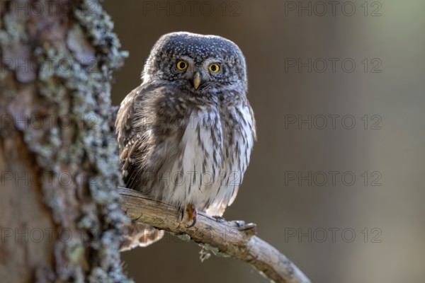 Pygmy Owl (Glaucicium passerinum), sitting on the branch of a tree, Pirchner Ast, Schwaz, Tyrol, Austria, Europe