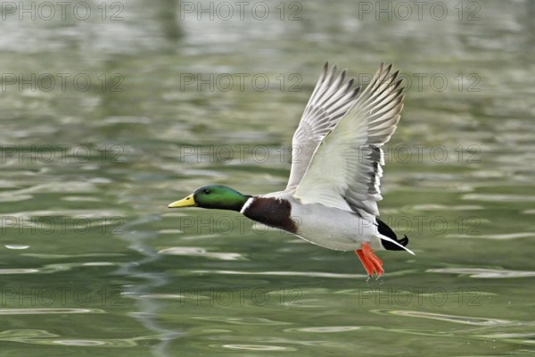 Mallard (Anas platyrhynchos), drake in flight, Switzerland, Europe