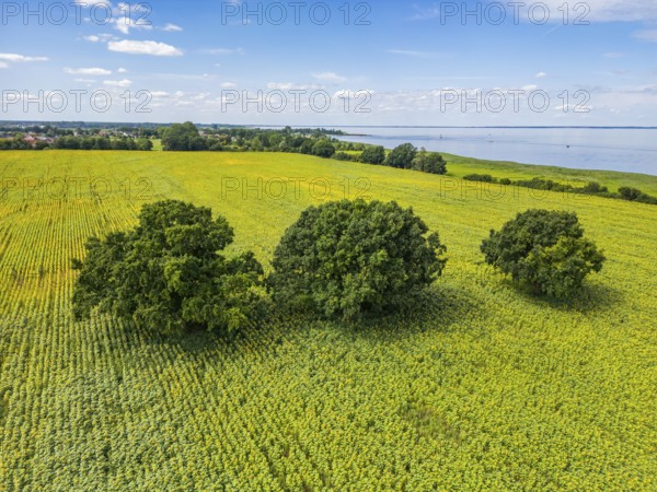 Aerial view, drone photo: Field with sunflowers and four trees, Ueckermünde, Szczecin Lagoon, Mecklenburg-Western Pomerania, Germany, Europe