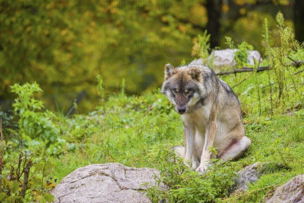 An adult male eurasian gray wolf (Canis lupus lupus) sits on a green meadow on hilly terrain, grooming himself