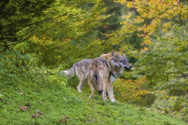Two eurasian gray wolves (Canis lupus lupus) play on a hill. A forest in fall colours in the background
