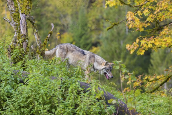 One eurasian gray wolf (Canis lupus lupus) walks down a small hill between logs and rocks with a colourful fall foliage in the background