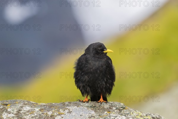 One young Alpine chough or yellow-billed chough (Pyrrhocorax graculus) stands on a rock in the Grossglockner Mountains region