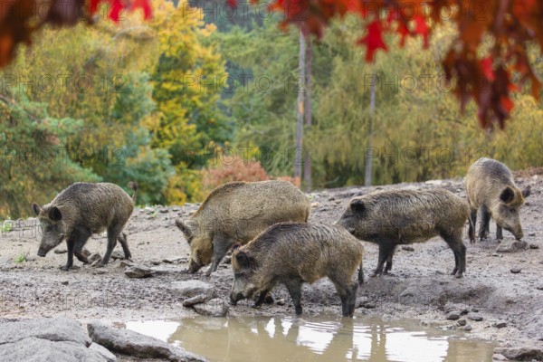 A group of wild boar or wild pig (Sus scrofa), runs across a clearing in hilly terrain in search of food. In the background you can see a forest in the fall foliage Framed by colorful leaves