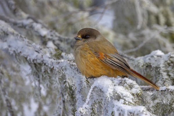 Siberian jay (Perisoreus infaustus, Corvus infaustus) perched in spruce tree in snow covered taiga in winter, Scandinavia