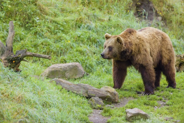 An adult brown bear (Ursus arctos arctos) walks across a green meadow