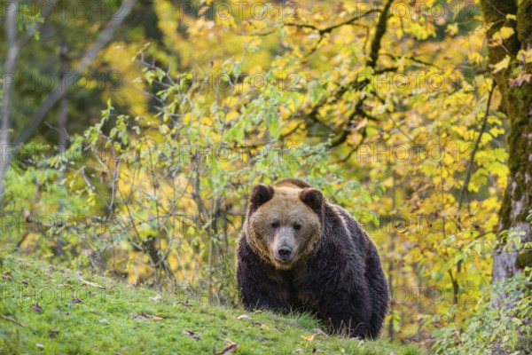 One eurasian brown bear (Ursus arctos arctos) walks over a rim on hilly ground. A forest in autumnal colours is the background