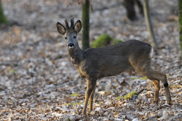 Roebuck (yearling) in the Bast, Wittlich, Rhineland-Palatinate, Germany, Europe
