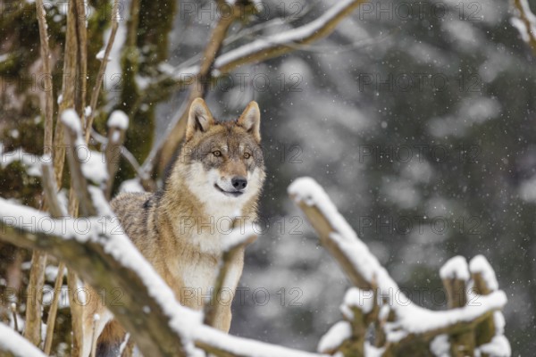 An adult female grey wolf (Canis lupus lupus) stands in the thicket of a sloping, snow-covered forest edge on a cold, cloudy day