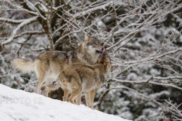 A young grey wolf (Canis lupus lupus) plays with its father on the sloping, snow-covered meadow on a cold, cloudy day