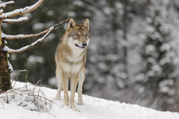 A young grey wolf (Canis lupus lupus) stands on a sloping, snow-covered meadow on a cold, cloudy day. A forest can be seen in the background