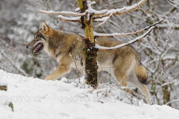 An adult grey wolf (Canis lupus lupus) runs across the sloping, snow-covered meadow at the edge of a forest on a cold, cloudy day