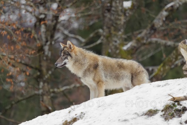 A young grey wolf (Canis lupus lupus) stands on a sloping, snow-covered meadow on a cold, cloudy day. A forest can be seen in the background