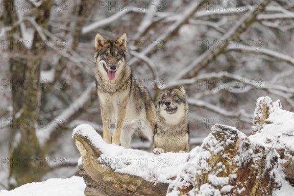 Two grey wolves (Canis lupus lupus) stand on a snow-covered hill behind a fallen tree on a cold, cloudy day. A forest can be seen in the background