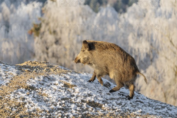 On a sunny day, a wild boar (Sus scrofa) searches for food in a frozen field. A forest covered in hoarfrost can be seen in the background