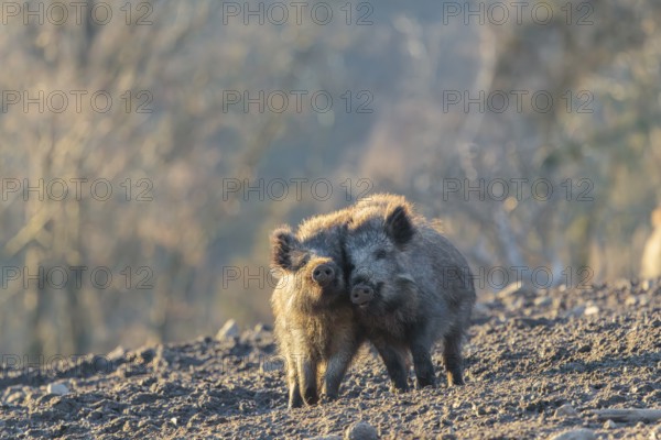 Two young wild boars (Sus scrofa) play fighting and dominance on a frozen field on a sunny day. A forest can be seen in the background