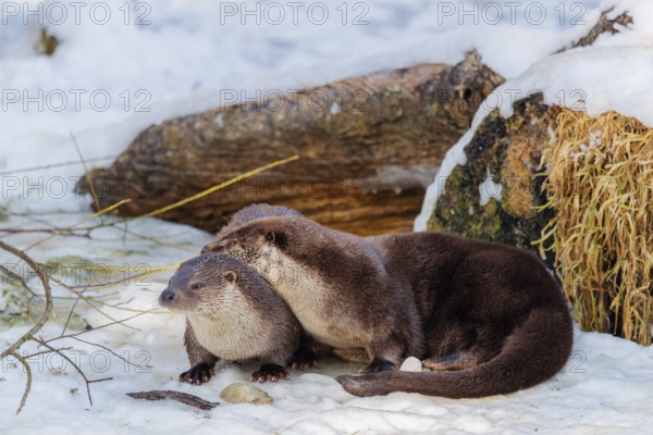 On a sunny day two otters (Lutra lutra) sit in the snow in front of a root of a dead tree