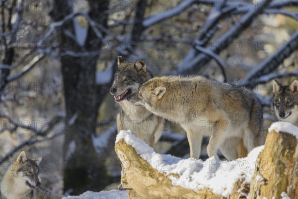 Four grey wolves (Canis lupus lupus) stand on a snow-covered hill behind a fallen tree on a cold, sunny day. The cub is playing with its father. A forest can be seen in the background