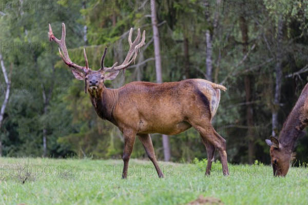 One male and one female Wapiti, Cervus canadensis, stand on a green meadow at a forest edge