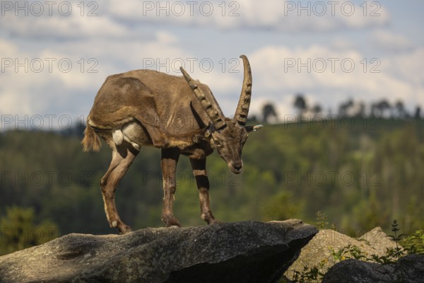 One adult male ibex (Capra ibex) standing on hilltop, grooming himself. A bright green forest in the background