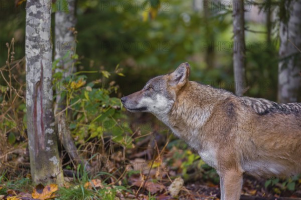 A eurasian gray wolf (Canis lupus lupus) stands at a forest edge