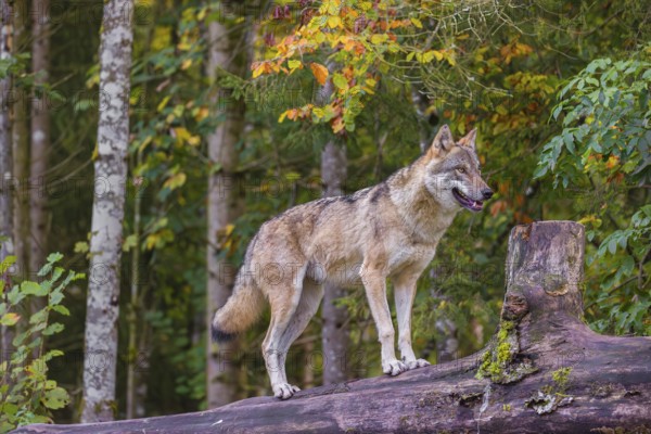 A Eurasian gray wolf (Canis lupus lupus) walks on a forest edge over a rotting tree lying on the ground