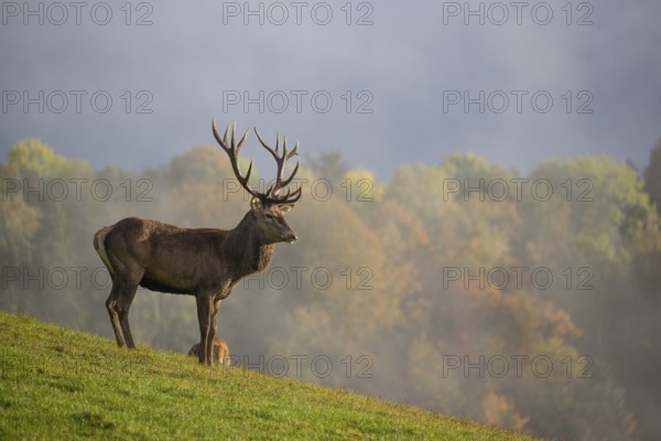 A red deer stag (Cervus elaphus) is standing in a meadow in hilly terrain. A forest with autumn leaves can be seen in the background. Wisps of mist drift over the forest