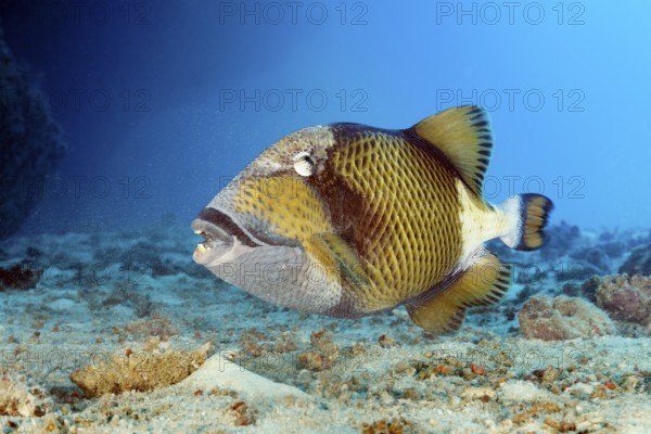 Giant triggerfish (Balistoides viridescens) searching for food in the sandy bottom, Great Barrier Reef, Unesco World Heritage Site, Coral Sea, Coral Sea, Pacific Ocean, Cairns, Queensland, Australia, Oceania