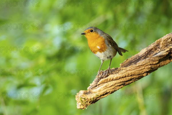 European robin (Erithacus rubecula) Germany#