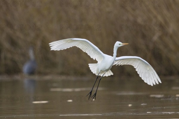 Great White Egret (Egretta alba) Germany
