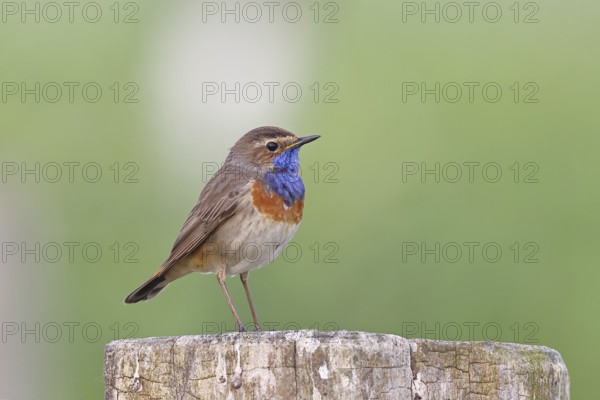 Bluethroat (Luscinia svecica cyanecula), male, on a pasture fence post, wildlife, Lembruch, Ochsen Moor, Dümmer nature park Park, Lower Saxony, Germany, Europe