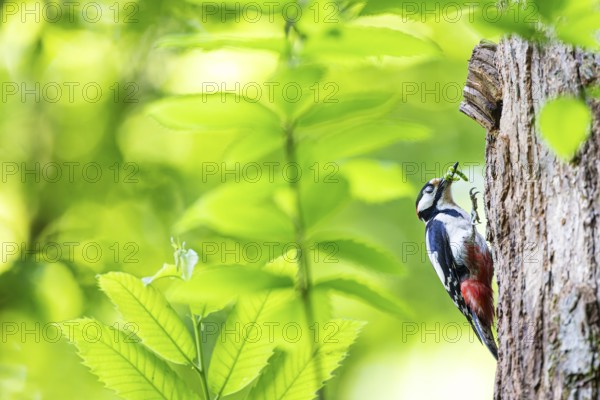 Great spotted woodpecker (Dendrocopos major), male with green caterpillars in his beak at breeding den, Bad Homburg, Hesse, Germany, Europe