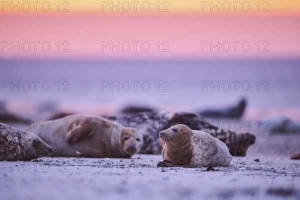 Grey seal (Halichoerus grypus) lying on the beach at sunset, Düne, Helgoland, Schleswig-Holstein, Germany, Europe