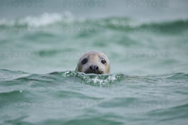 Grey seal (Halichoerus grypus) looking out of the water while swimming in the sea, Düne, Helgoland, Schleswig-Holstein, Germany, Europe