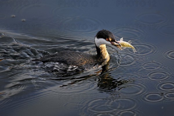 Slavonian grebe (Podiceps auritus), adult, in a white plumage, winter plumage, swimming with a fish in its beak, Lake Zug, Switzerland, Europe