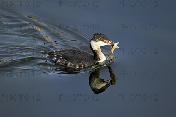 Slavonian grebe (Podiceps auritus), adult, in a white plumage, winter plumage, swimming with a fish in its beak, Lake Zug, Switzerland, Europe