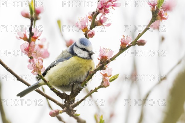 A blue tit (Parus caeruleus) sitting between pink flowers, Hesse, Germany, Europe